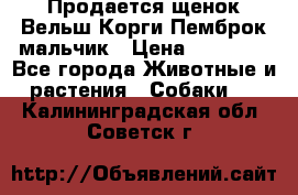 Продается щенок Вельш Корги Пемброк мальчик › Цена ­ 65 000 - Все города Животные и растения » Собаки   . Калининградская обл.,Советск г.